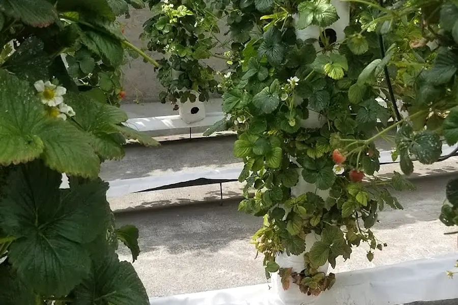 Masagro — foto 2