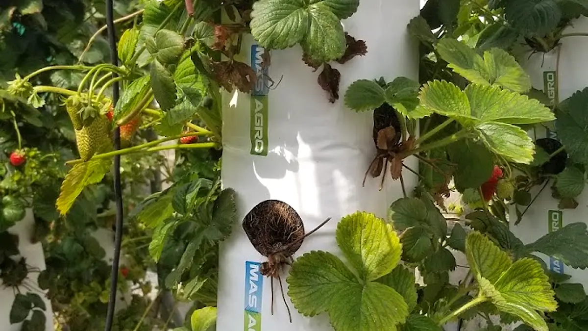 Masagro — foto 1