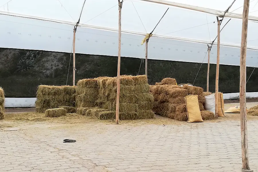 Cheval de Semilly — foto 2