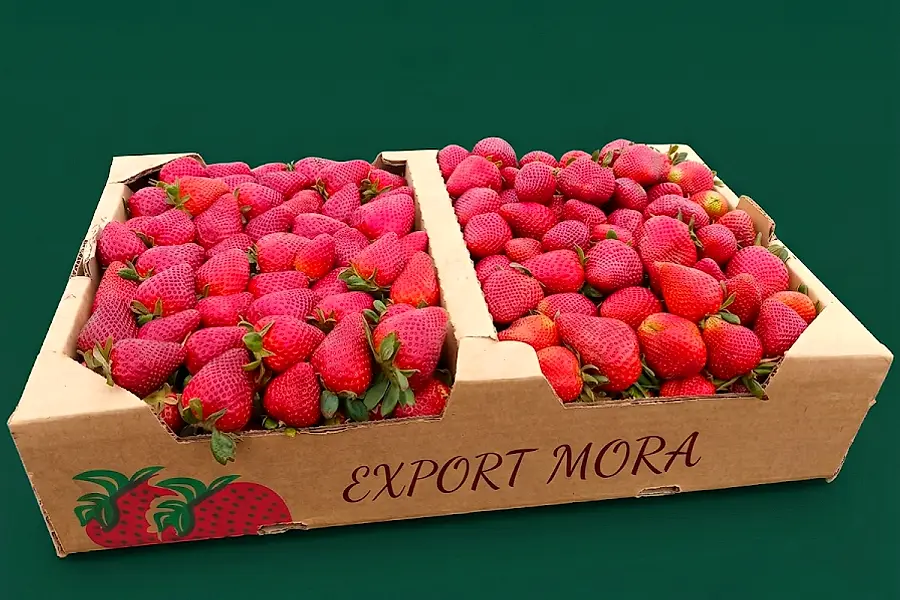 Export Mora | Proveedor de Frutas al por Mayor — foto 2