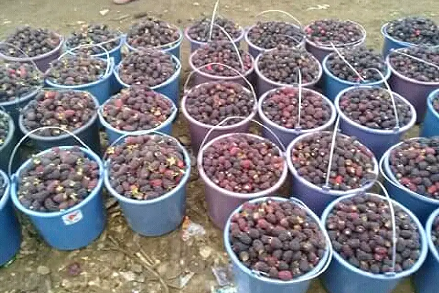 Profrutas Cia. Ltda. — foto 2